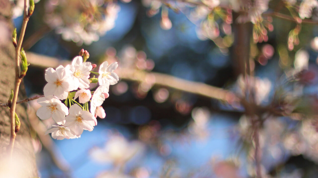遅咲き桜が愛知で見れる桜名所一覧【2023】！4月中旬に桜が見頃なのは？