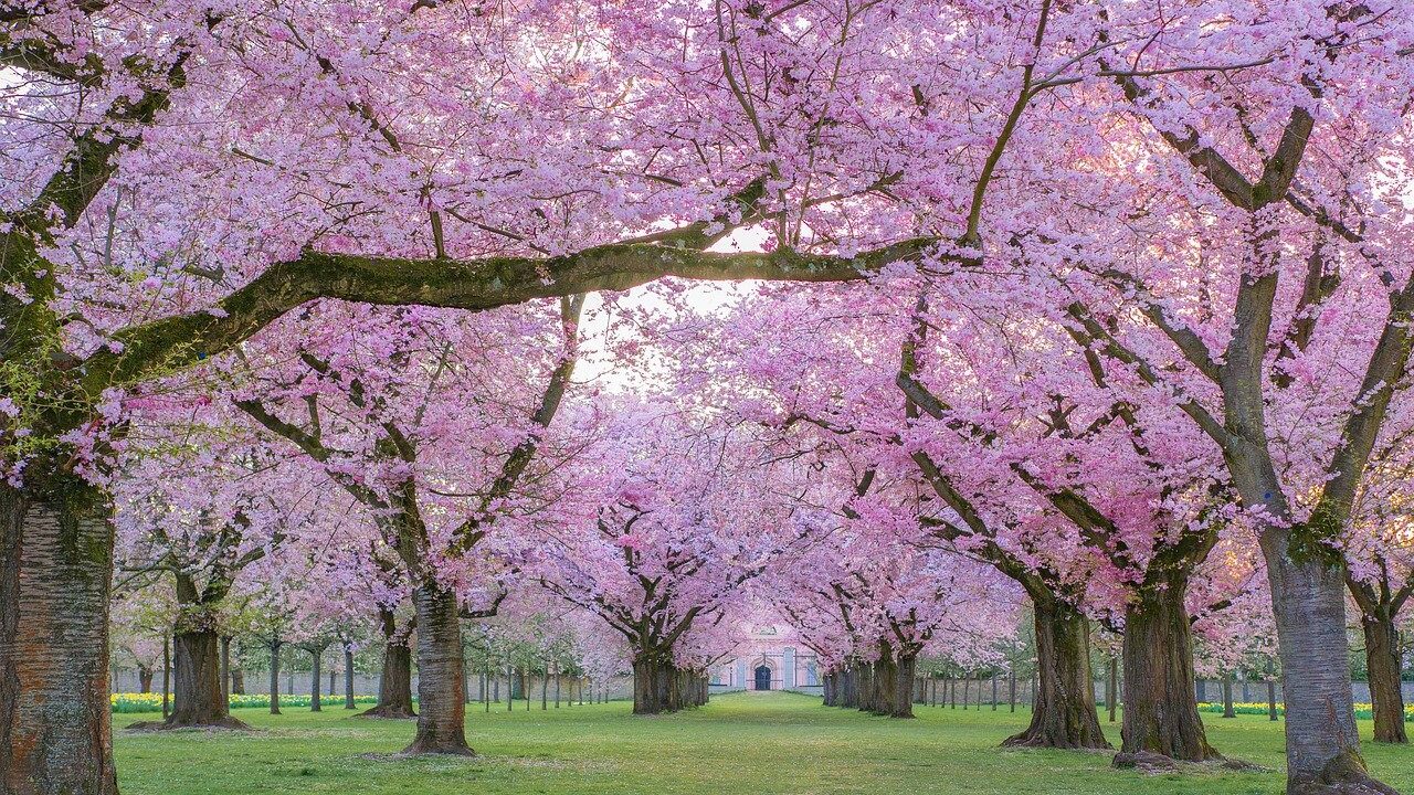 遅咲き桜が愛知で見れる桜名所一覧【2023】！4月中旬に桜が見頃なのは？